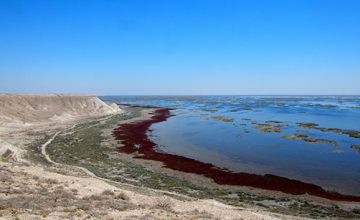 RUSEN[HABER]: Aral Gölü’nde doğal hayat yeniden canlanıyor